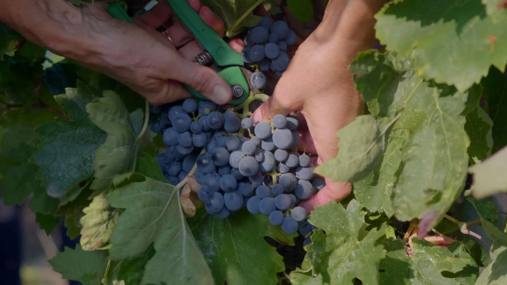 Vignoble Deux Chevaux corporate film